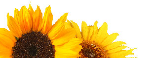 sunflower-footer-left